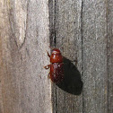 Red Turpentine Beetle