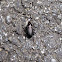 Common  ground beetle