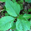 Poison ivy 