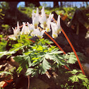 Dutchman's Breeches