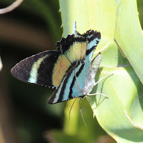 Project Color Butterfly NC