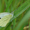 Green-veined White