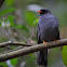 Jilguero, solitario carinegro