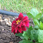 Dahlia