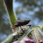 Leaf-Footed Bug