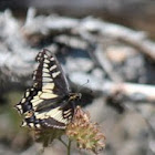 Anise Swallowtail