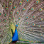 Blue Peafowl
