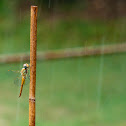 Wandering glider dragonfly