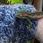 Cape Dwarf Chameleon