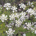 Cow's Parsley