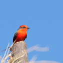 Vermillion Flycatcher
