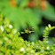 Giant Ichneumon Wasp 