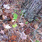 Eastern Garter Snake