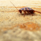 Australian cockroach