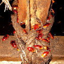 Cave cockroaches