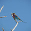 Lilac-breasted Roller