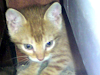 Doy Lindos Gatitos En Adopcion No Los Vendo 