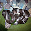 Common wolf snake
