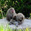 Japanese macaque