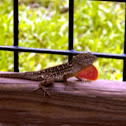 Brown anole