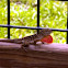 Brown anole