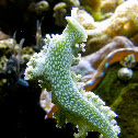 Sea Slug