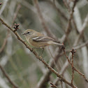 Pine Warbler (1st winter Female)