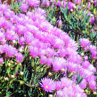 Mini Ice Plant