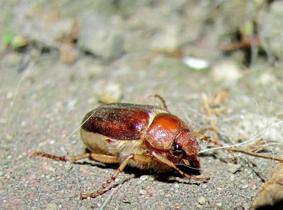 Spotting Image 1
