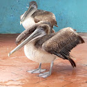 Brown Pelican