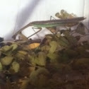 Chinese Mantis
