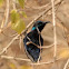 Purple Sunbird