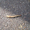 Banana slug