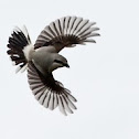 Northern Shrike