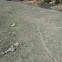 Leaf cutters ants