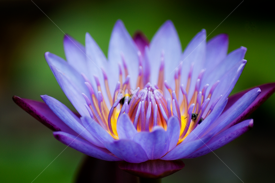 Nature S Beauty Single Flower Flowers Pixoto