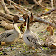 Northern Pintail