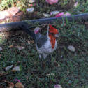 Red-crested Cardinal