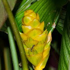 Calathea