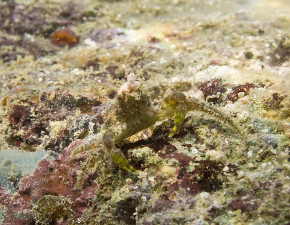 Spotting Image 1