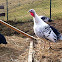domestic turkey