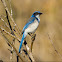 Western Scrub-Jay