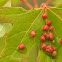 Maple Bladder Galls