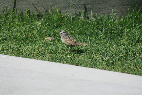 Spotting Image 1