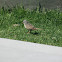 White Crowned Sparrow