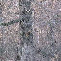 Eastern Fox Squirrel