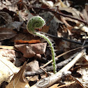 Fiddlehead fern
