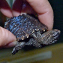 Common snapping turtle