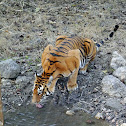 Bengal Tiger