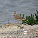 Crested lark
